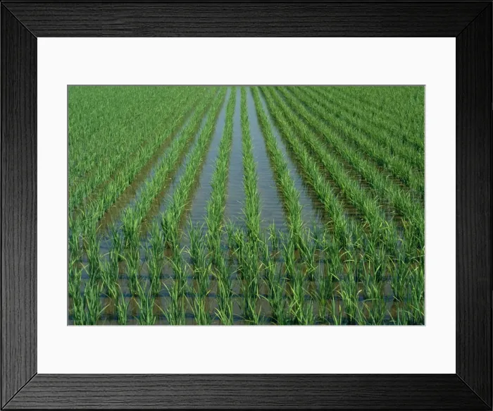 Framed Print : Young rice plants in a field in Japan Framed Print : Young rice plants in a field in Japan