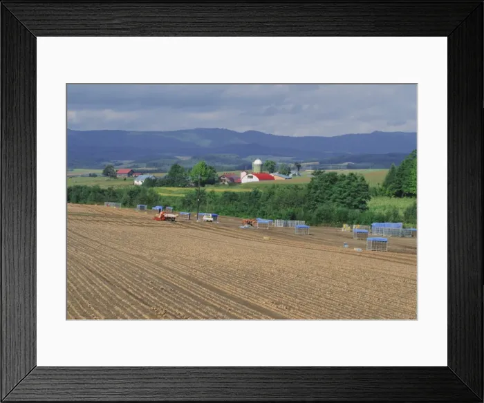 Framed Print : Onion fields near Furano Framed Print : Onion fields near Furano