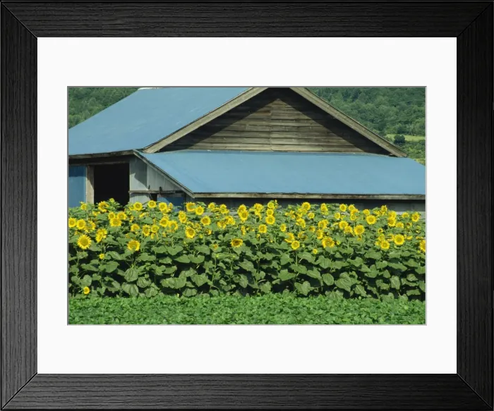 Framed Print : A line of sunflowers in front of a wooden farm building on Hokkaido Framed Print : A line of sunflowers in front of a wooden farm building on Hokkaido