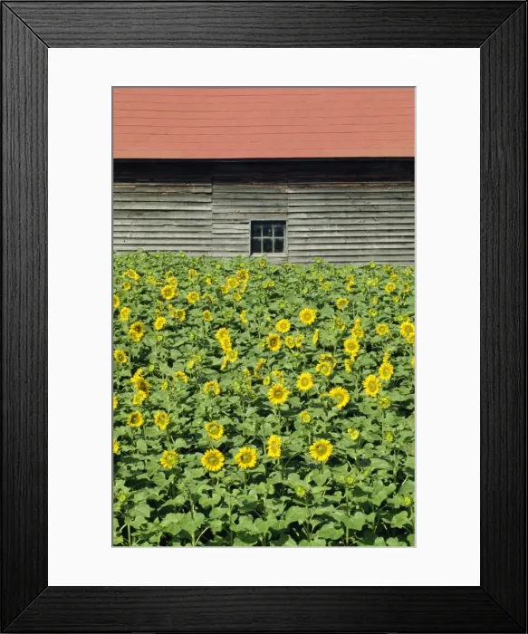 Framed Print : A field of sunflowers in front of a wooden farm building on Hokkaido Framed Print : A field of sunflowers in front of a wooden farm building on Hokkaido