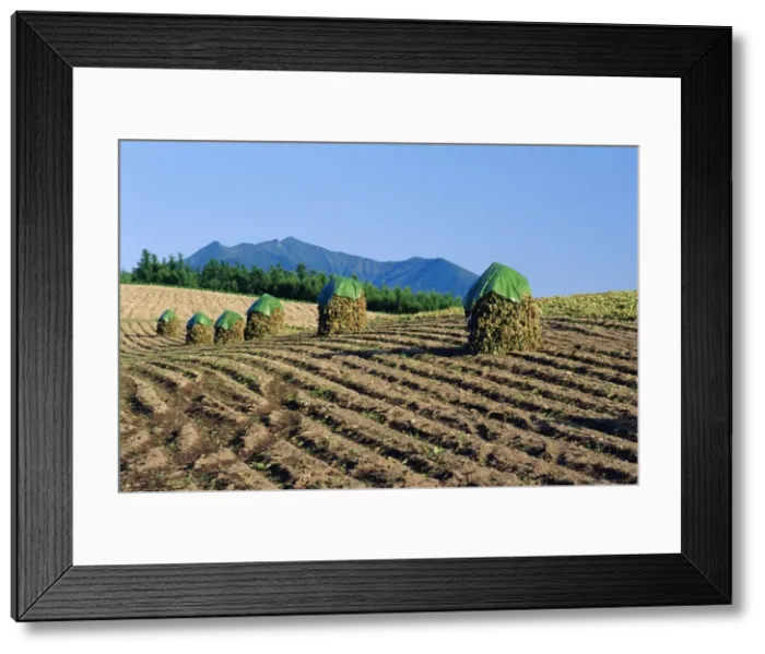 Framed Print : Drying beans Framed Print : Drying beans