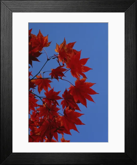 Framed Print : Fall foliage Framed Print : Fall foliage