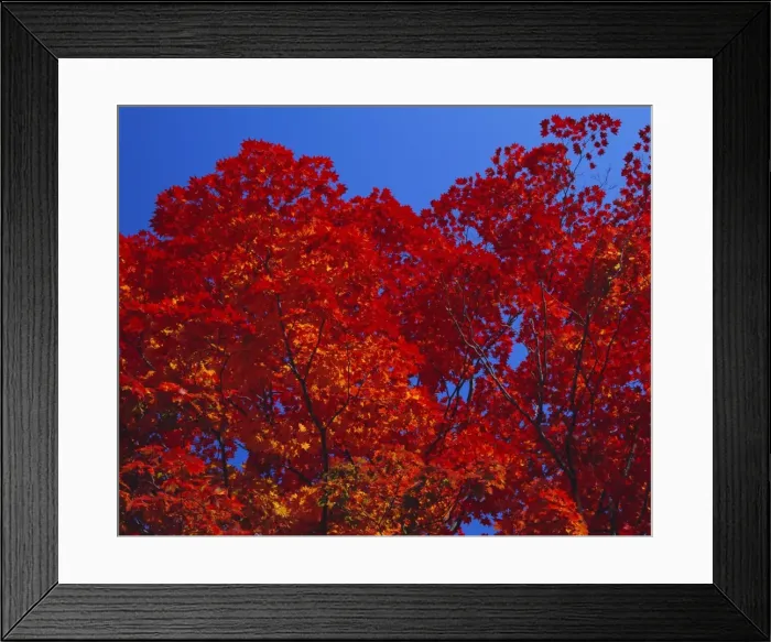 Framed Print : Trees in autumn colours Framed Print : Trees in autumn colours