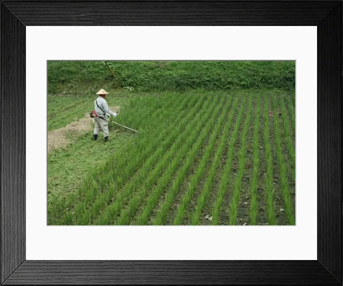 Framed Print : Man in field cutting rice in Kiso Valley Framed Print : Man in field cutting rice in Kiso Valley