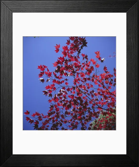 Framed Print : Autumn maple leaves against a blue sky