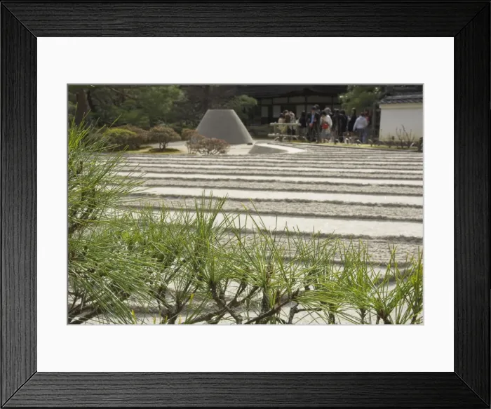 Framed Print : Pine tree in foreground Framed Print : Pine tree in foreground