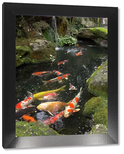 Colourful carp in typical Japanese garden pond