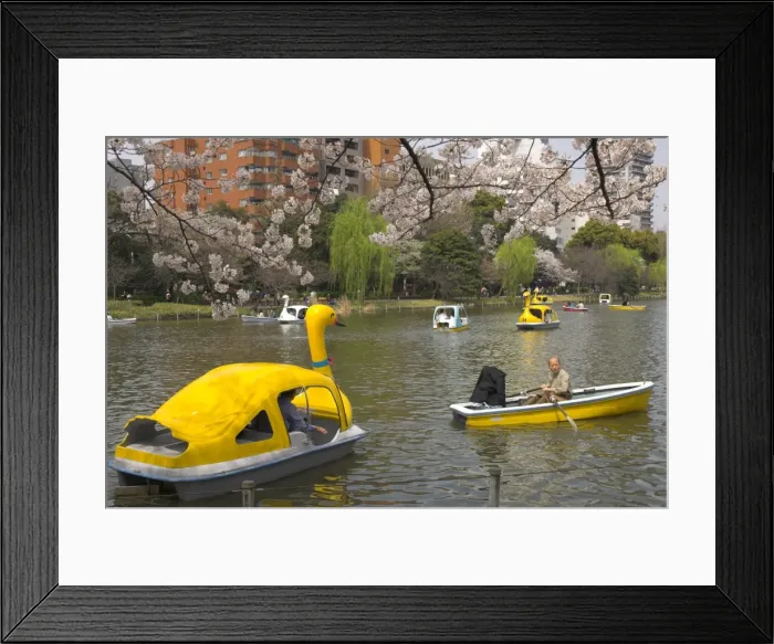 Framed Print : People enjoying boat ride on a pond with cherry blossom in foreground Framed Print : People enjoying boat ride on a pond with cherry blossom in foreground