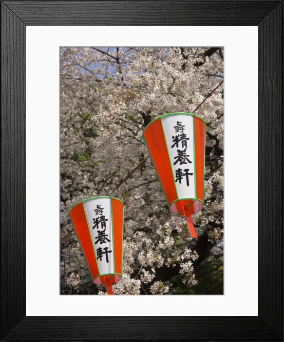 Framed Print : Close-up of traditional lanterns with cherry blossom Framed Print : Close-up of traditional lanterns with cherry blossom