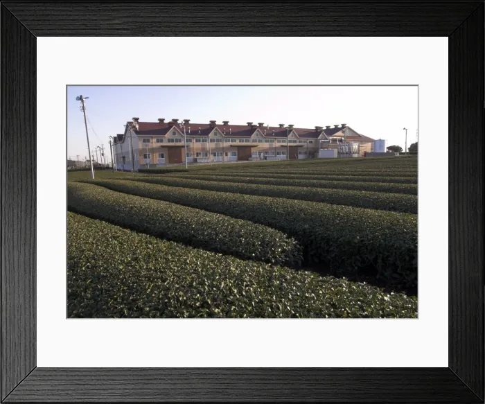 Framed Print : Carefuly trimmed rows of tea shrubs in front of modern Framed Print : Carefuly trimmed rows of tea shrubs in front of modern