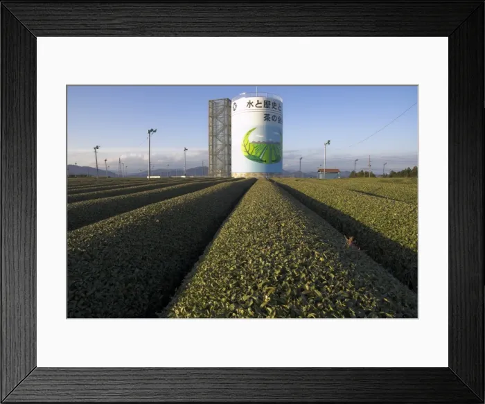 Framed Print : Carefuly trimmed rows of tea shrubs in front of water Framed Print : Carefuly trimmed rows of tea shrubs in front of water