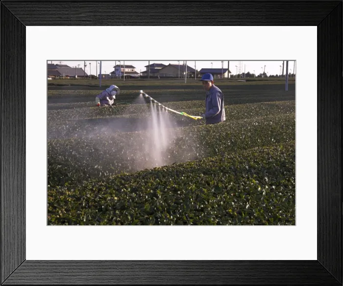 Framed Print : Workers spraying rows of tea shrubs on tea estate Framed Print : Workers spraying rows of tea shrubs on tea estate