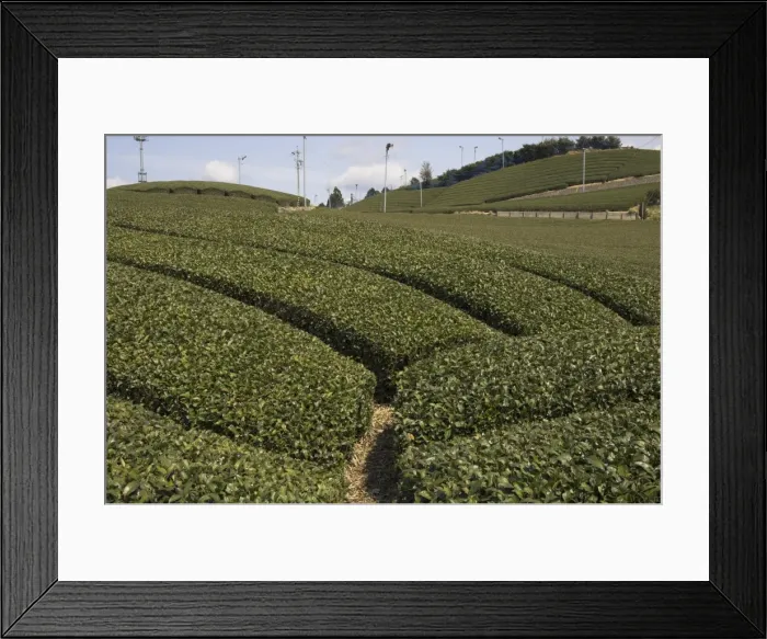 Framed Print : Carefuly trimmed rows of tea shrubs on tea estate Framed Print : Carefuly trimmed rows of tea shrubs on tea estate