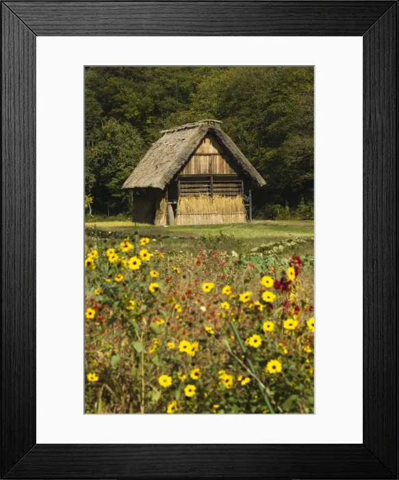 Framed Print : Flowers in front of traditional gassho zukuri thatched roof houses Framed Print : Flowers in front of traditional gassho zukuri thatched roof houses