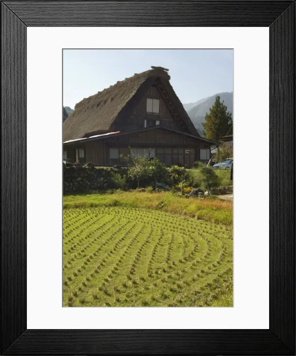 Framed Print : Rice field and traditional gassho zukuri thatched roof houses Framed Print : Rice field and traditional gassho zukuri thatched roof houses