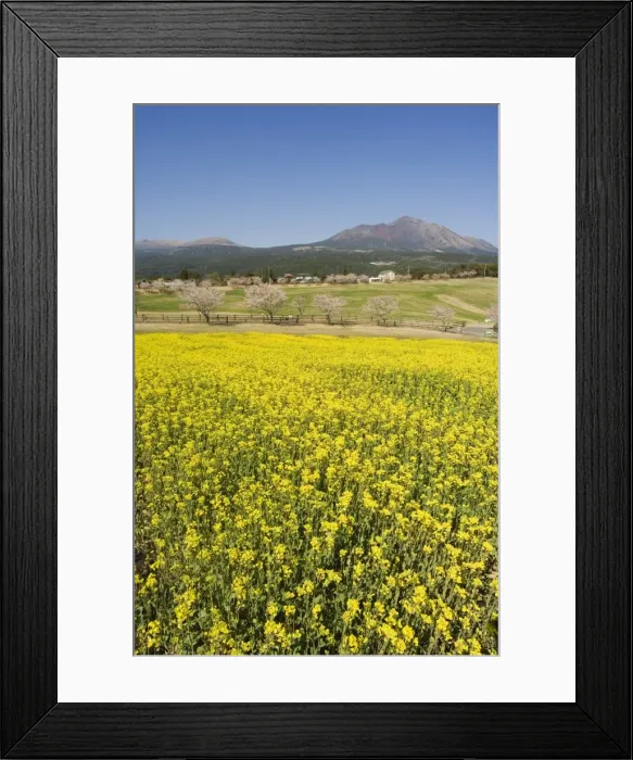 Framed Print : Field of yellow rape seed flowers and cherry trees beyond Framed Print : Field of yellow rape seed flowers and cherry trees beyond
