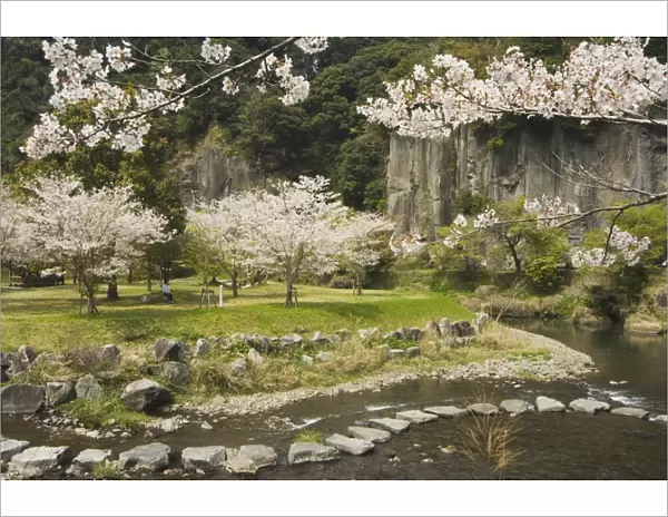 Spring cherry blossoms near river with stepping stones