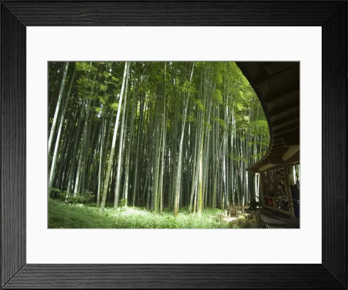 Framed Print : Bamboo forest Framed Print : Bamboo forest