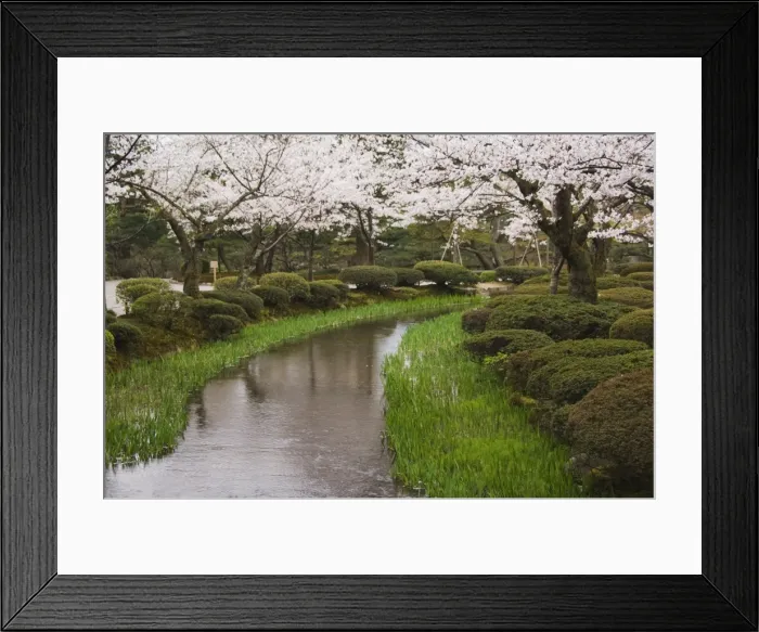 Framed Print : Cherry blossom in Kenrokuen Garden Framed Print : Cherry blossom in Kenrokuen Garden