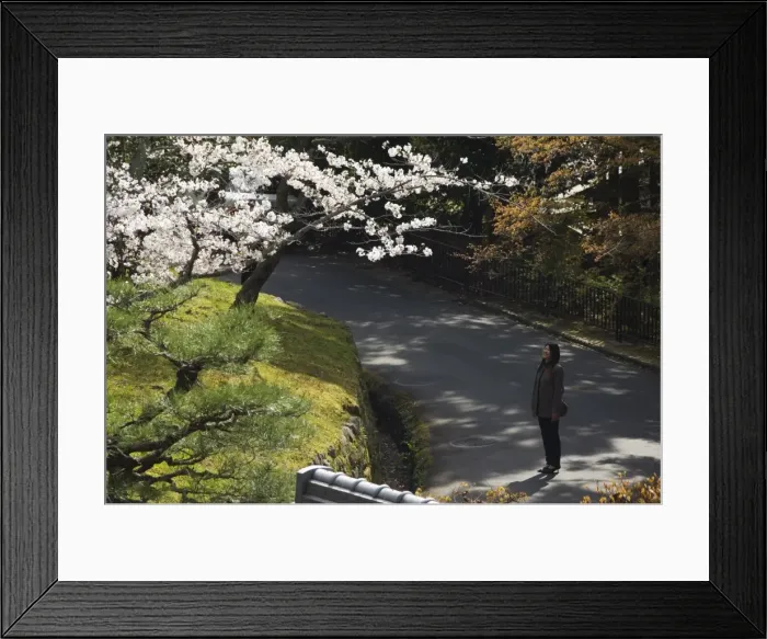 Framed Print : A girl looking at cherry blossom at Chionin temple Framed Print : A girl looking at cherry blossom at Chionin temple