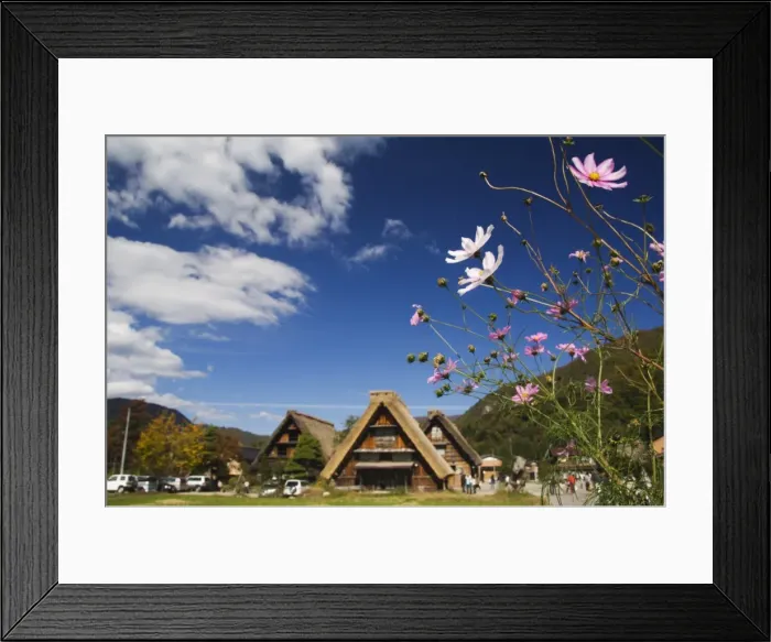 Framed Print : Cosmos flowers at the UNESCO World Heritage Site of Gassho Zukkuri Framed Print : Cosmos flowers at the UNESCO World Heritage Site of Gassho Zukkuri