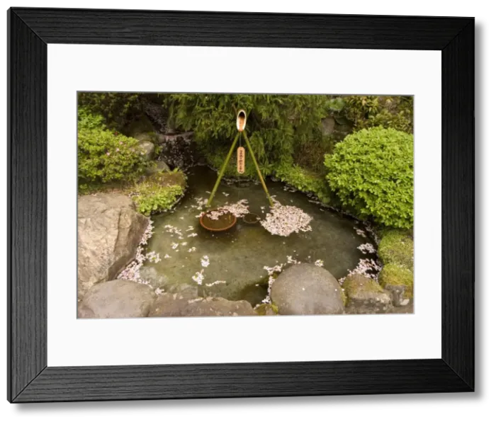 Framed Print : Cherry blossom petals in water fountain Framed Print : Cherry blossom petals in water fountain