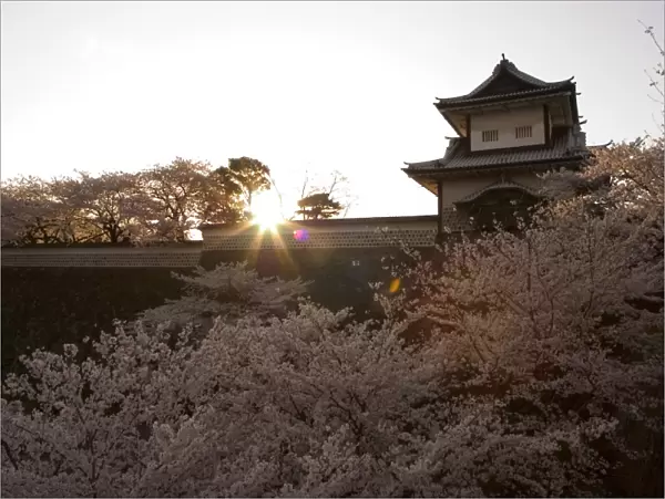 Sunset, cherry blossom