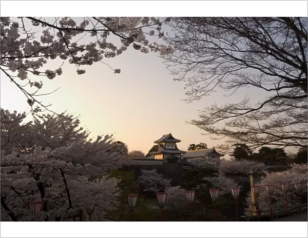 Sunset, cherry blossom