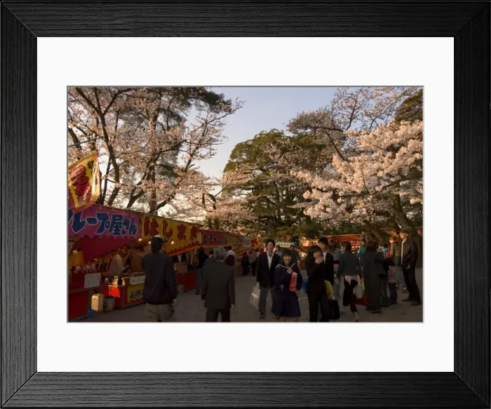 Framed Print : Cherry blossom viewing hanami Framed Print : Cherry blossom viewing hanami