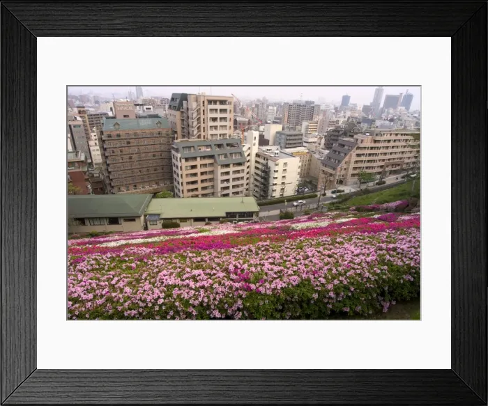 Framed Print : Flower bed Framed Print : Flower bed