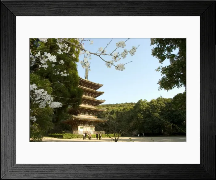 Framed Print : Spring cherry blossom Framed Print : Spring cherry blossom