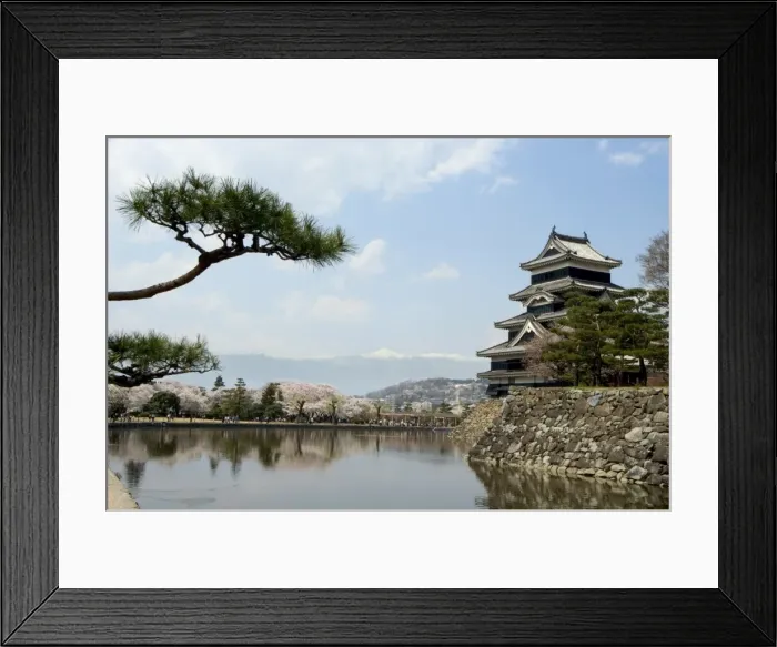 Framed Print : Pine tree, Matsumoto Castle Framed Print : Pine tree, Matsumoto Castle