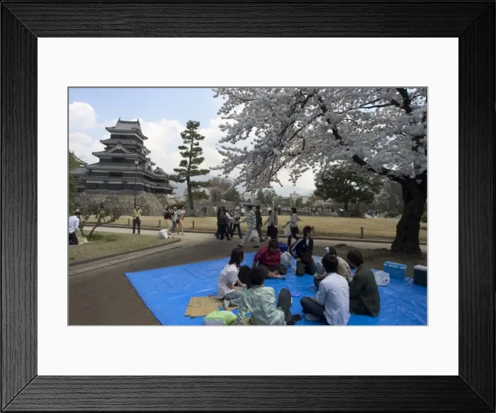 Framed Print : Cherry blossom viewing Framed Print : Cherry blossom viewing