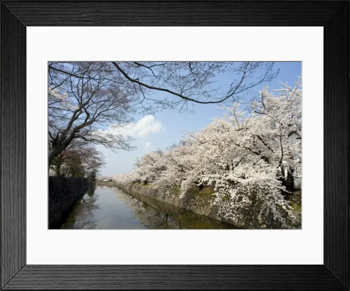 Framed Print : Cherry blossoms Framed Print : Cherry blossoms