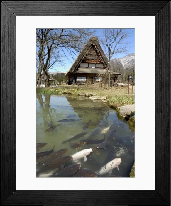Framed Print : Koi carp, reflection of gasshou zukuri thatched roof houses Framed Print : Koi carp, reflection of gasshou zukuri thatched roof houses