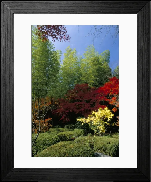 Framed Print : Autumn maples Framed Print : Autumn maples