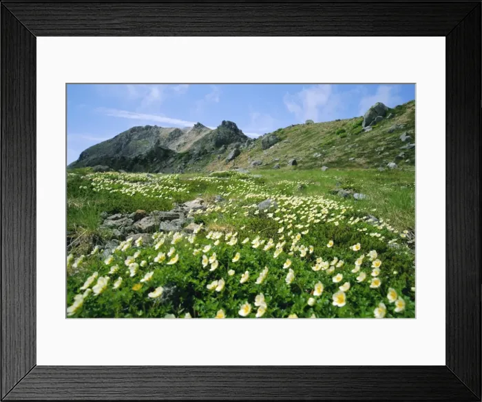 Framed Print : Mountain flowers Framed Print : Mountain flowers