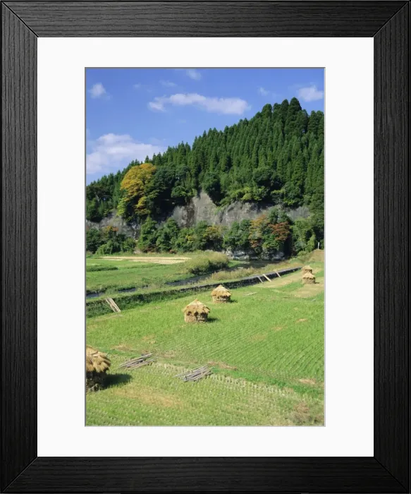 Framed Print : Harvest time Framed Print : Harvest time