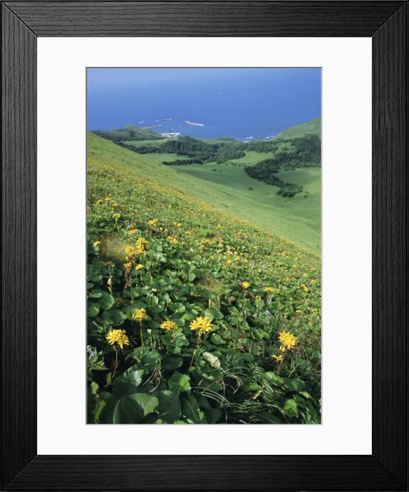 Framed Print : Rebun Island coastline and mountain flowers Framed Print : Rebun Island coastline and mountain flowers