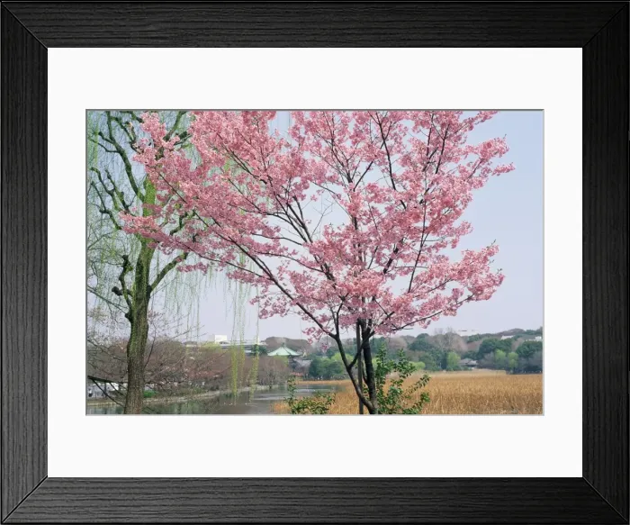 Framed Print : Spring blossom and lake at Ueno-koen park Framed Print : Spring blossom and lake at Ueno-koen park