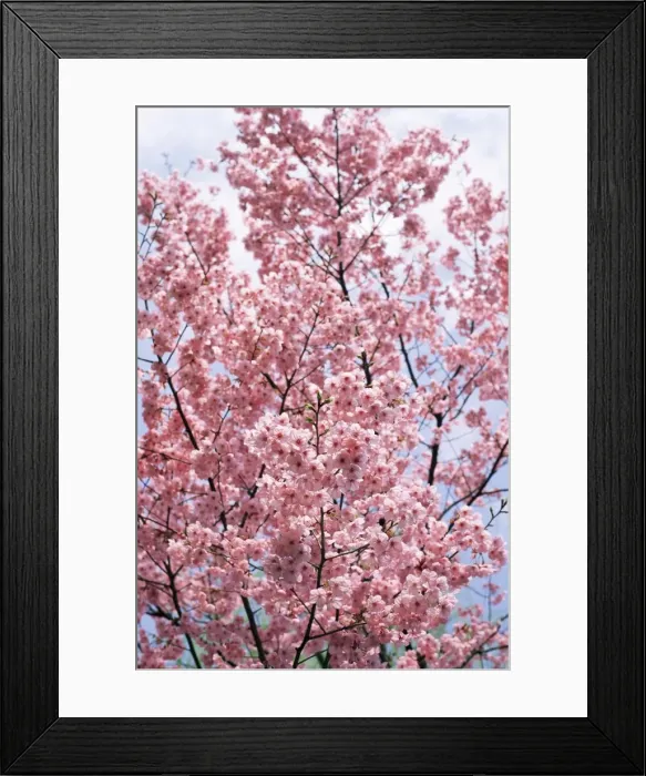 Framed Print : Spring blossom at Ueno-koen Park Framed Print : Spring blossom at Ueno-koen Park
