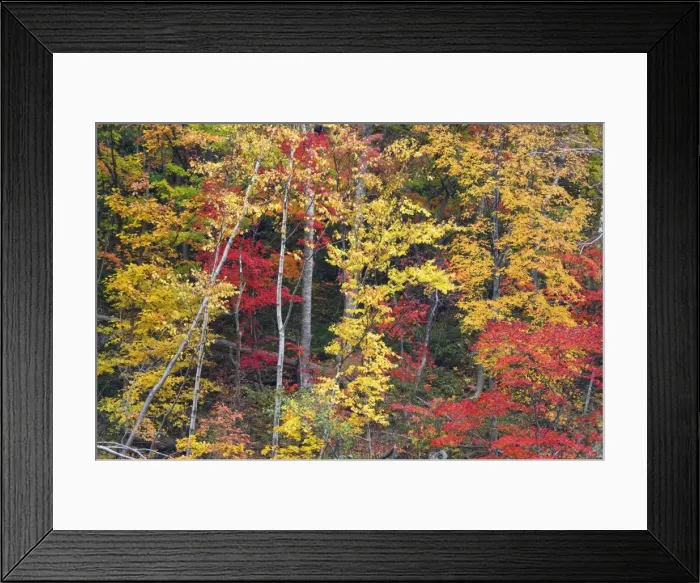 Framed Print : Forest in autumn Framed Print : Forest in autumn