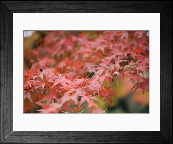Framed Print : Japanese maple Framed Print : Japanese maple