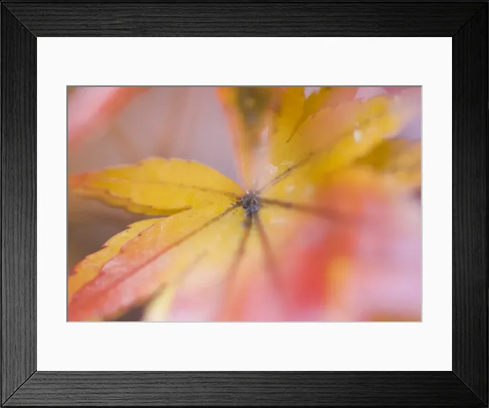 Framed Print : Maple leaves