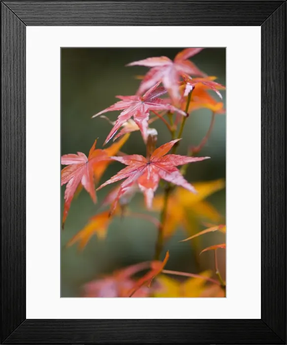 Framed Print : Maple leaves Framed Print : Maple leaves