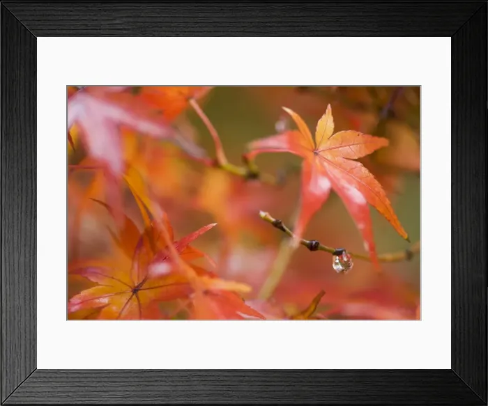 Framed Print : Maple leaves Framed Print : Maple leaves