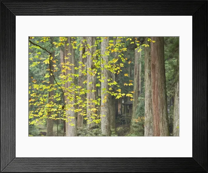 Framed Print : Okunoin graveyard