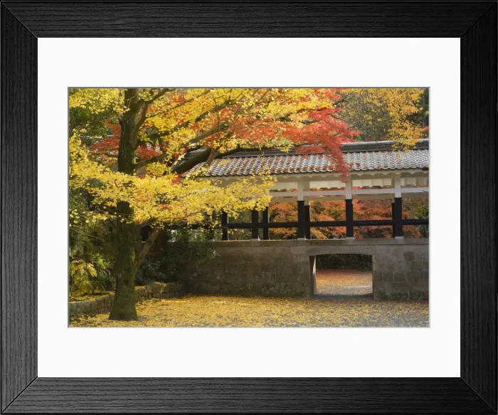 Framed Print : Gingko tree Framed Print : Gingko tree