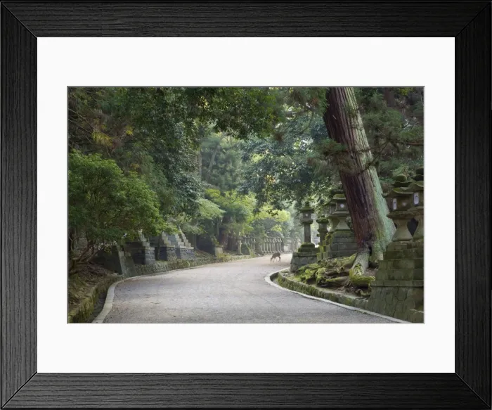 Framed Print : Path to Kasuga-Taisha Shrine Framed Print : Path to Kasuga-Taisha Shrine