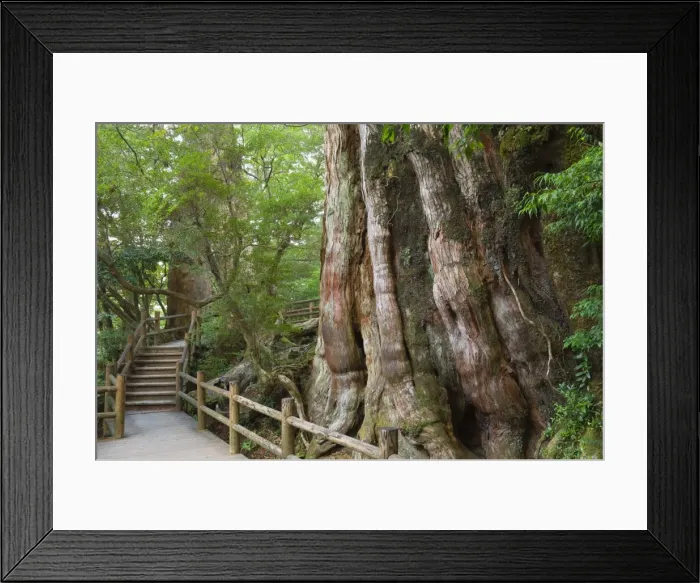 Framed Print : Kigensugi Giant Sugi Cedar tree Framed Print : Kigensugi Giant Sugi Cedar tree